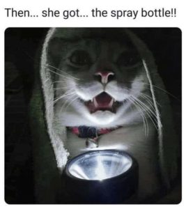 Need a laugh scaredy cat