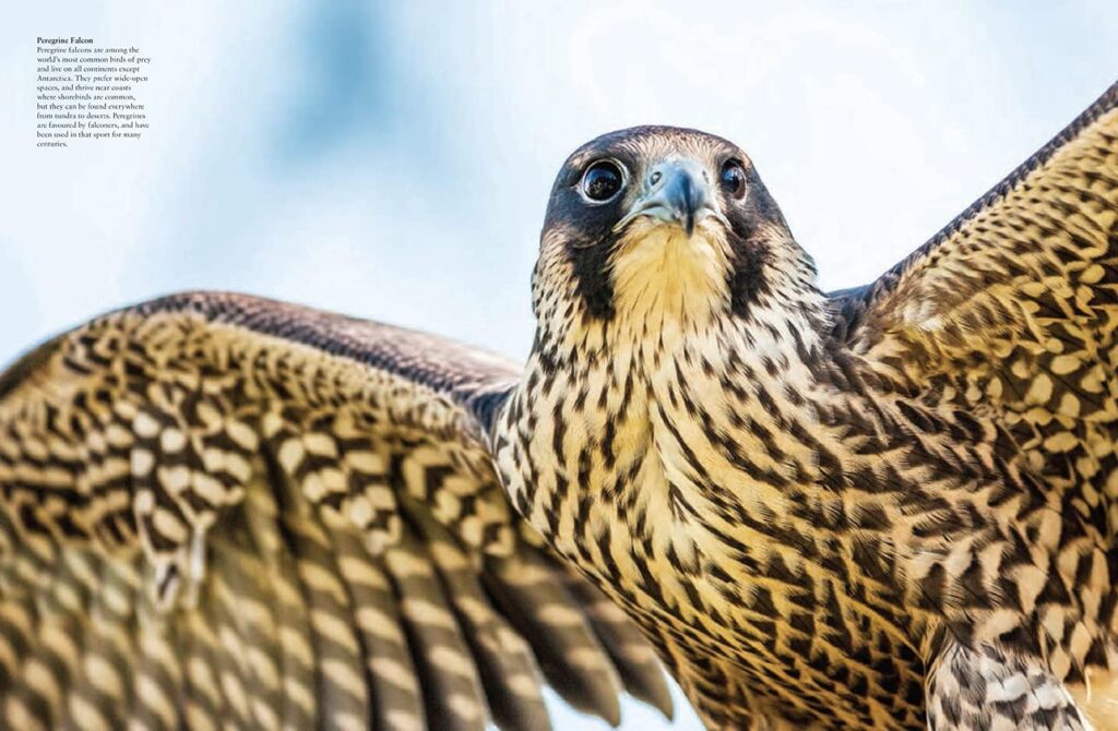 Birds of prey little of this