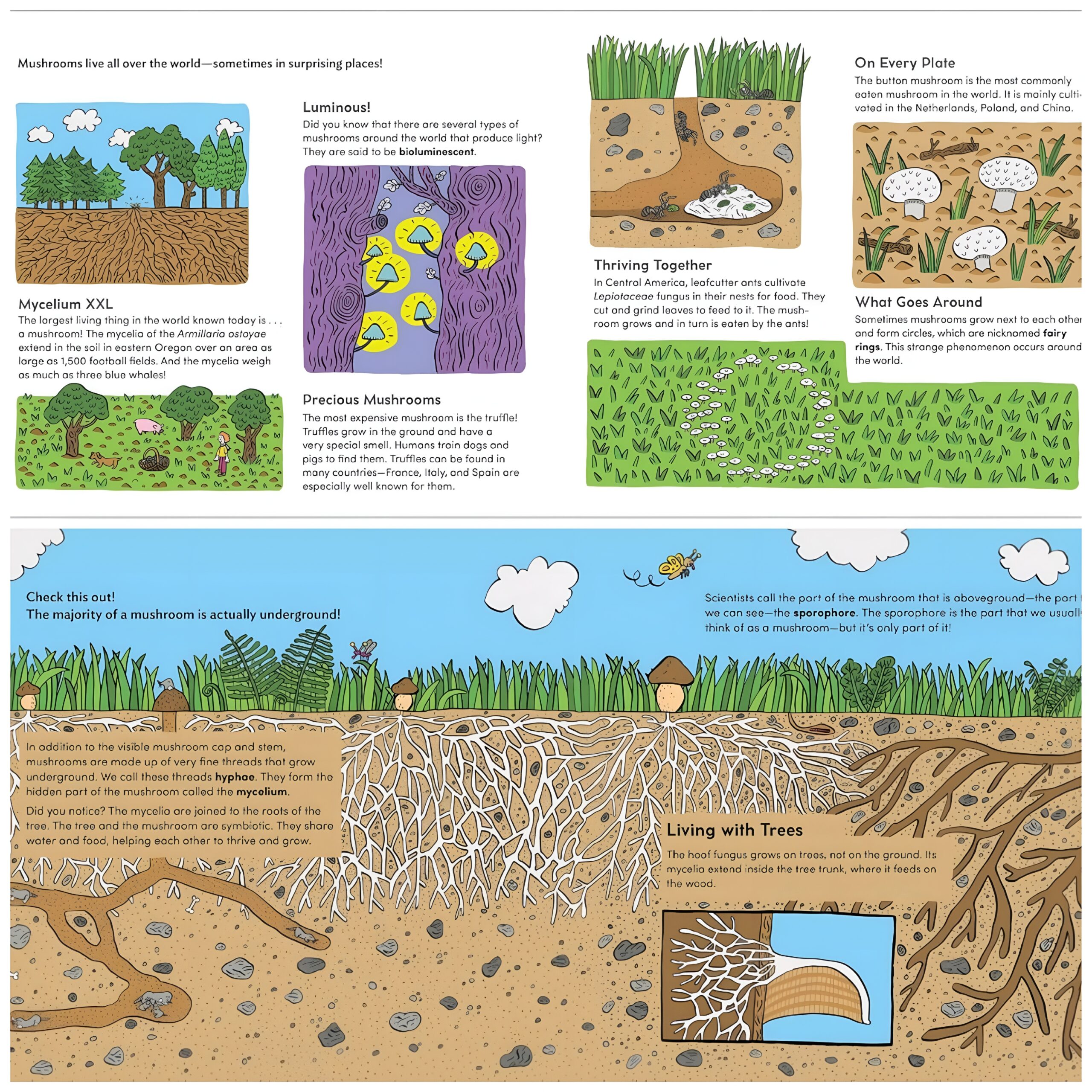 World of Mushrooms bounty of the natural world 